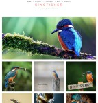 鸟类摄影作品展示网站模板