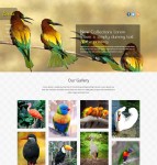 鸟类大全HTML5整站模板