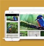 绿色经典鸟类摄影作品展示网站模板