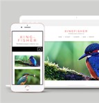 自适应动物鸟类摄影作品展示网站静态模板