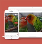 创意可爱斗鸟养鸟遛鸟交流网站模板